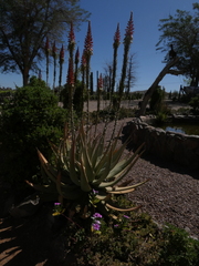 Aloe gariepensis
