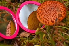 Suillus spectabilis