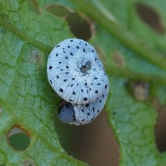 Tenthredo scrophulariae