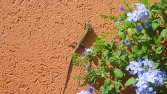 Phoenicolacerta laevis