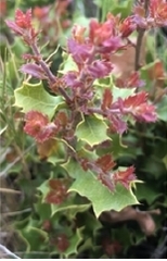 Quercus coccifera