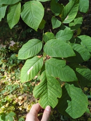 Cladrastis kentukea