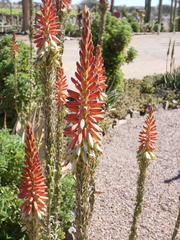 Aloe gariepensis
