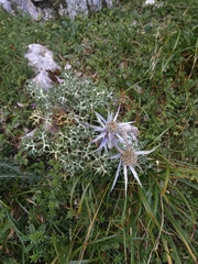 Eryngium bourgatii