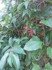 Fuchsia regia