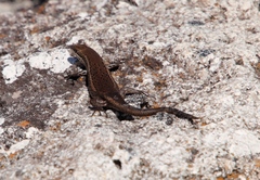 Trachylepis variegata