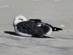 Larus marinus