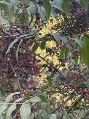 Pistacia terebinthus