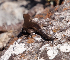 Trachylepis variegata