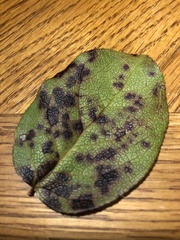 Mycosphaerella chimaphilae