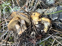 Suillus salmonicolor