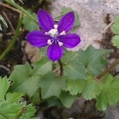 Campanula