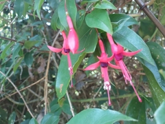 Fuchsia regia