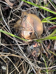 Suillus salmonicolor
