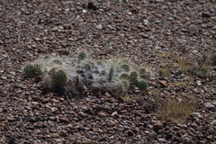 Opuntia polyacantha