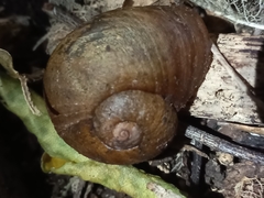 Rhytida stephenensis