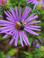 Eumelissodes