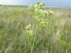Galium octonarium