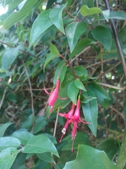 Fuchsia regia