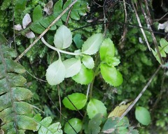Epilobium rotundifolium