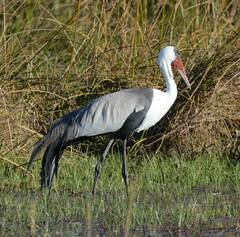 Bugeranus carunculatus