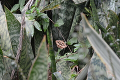 Spirama