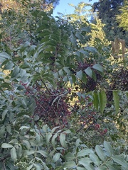 Pistacia terebinthus