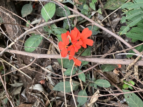 Crossandra massaica, photograph 5