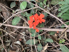 Crossandra massaica, photograph author not stated, no rights reserved