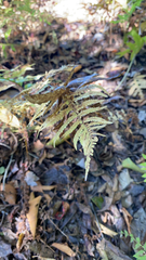 Phegopteris connectilis