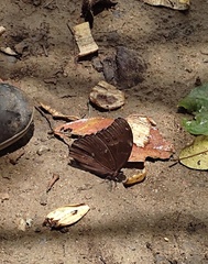 Morpho