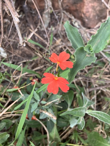 Crossandra massaica, photograph 6