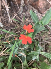 Crossandra massaica, photograph author not stated, no rights reserved