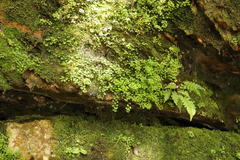 Wimmerella pygmaea