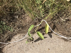 Rhynchosida physocalyx