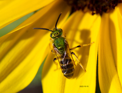 Agapostemon virescens