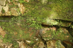 Wimmerella pygmaea