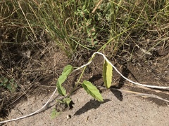 Rhynchosida physocalyx