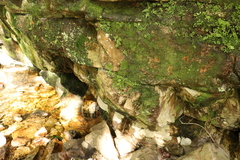 Wimmerella pygmaea