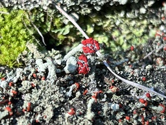 Cladonia floerkeana