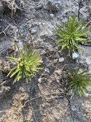 Stillingia texana