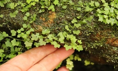 Wimmerella pygmaea