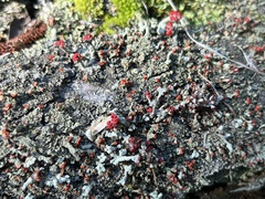 Cladonia floerkeana