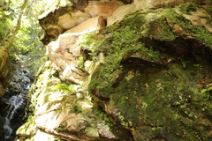 Wimmerella pygmaea