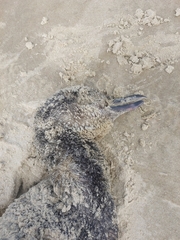 Spheniscus magellanicus