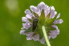 Pedostrangalia pubescens