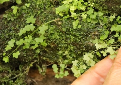 Wimmerella pygmaea