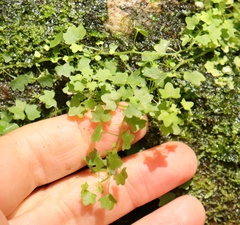 Wimmerella pygmaea