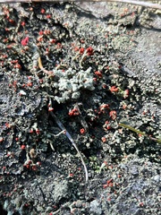 Cladonia floerkeana