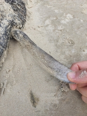 Spheniscus magellanicus